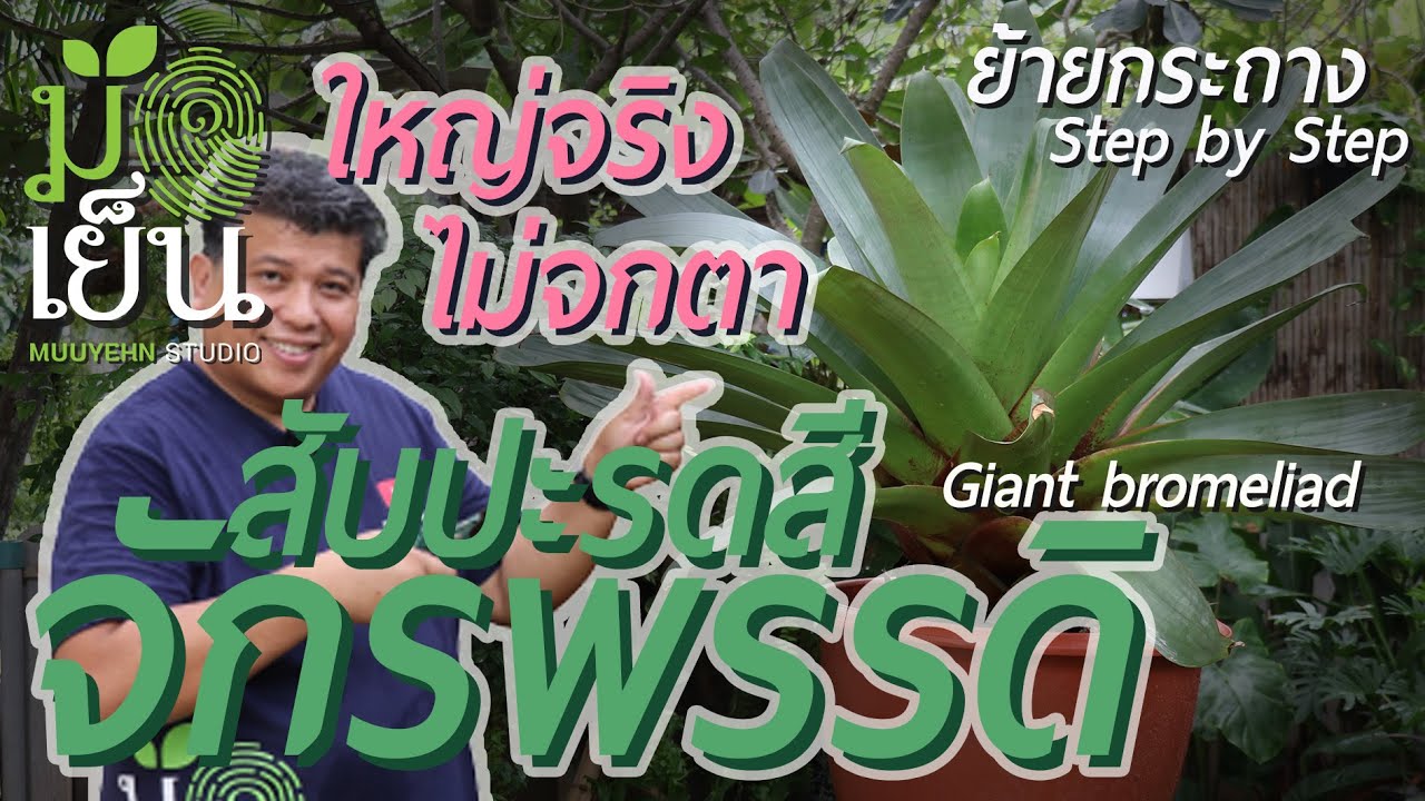 สับปะรดสีจักรพรรดิ ใหญ่จริง ไม่จกตา คนรักสับปะรดสีต้องมีไว้ในครอบครอง Alcantarea imperialis