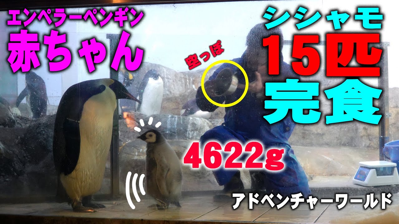 Artificially reared chicks munched on 15 small fish] A rare sight