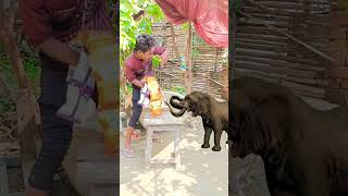 Hathikakurkura Vairal