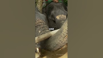 Did You Know Elephants Can Recognize Themselves in a Mirror? #khentertainment