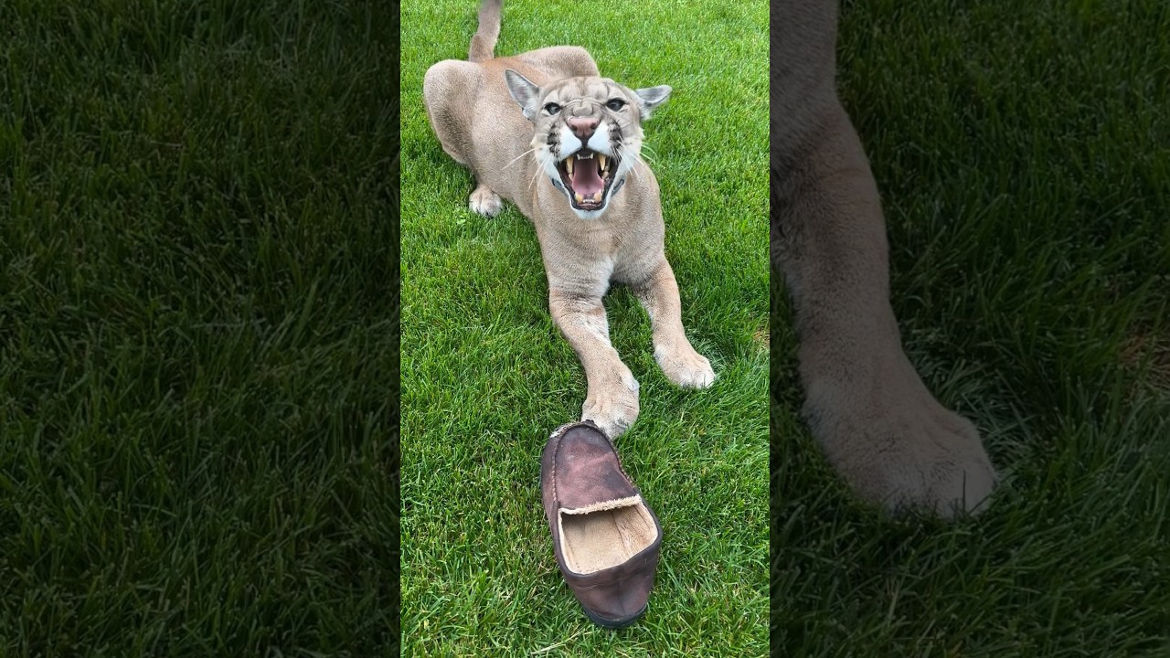 Puma hisses at owner 😰
