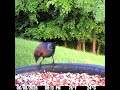 Brown Headed Cowbird feasting on birdseed 6/8/26