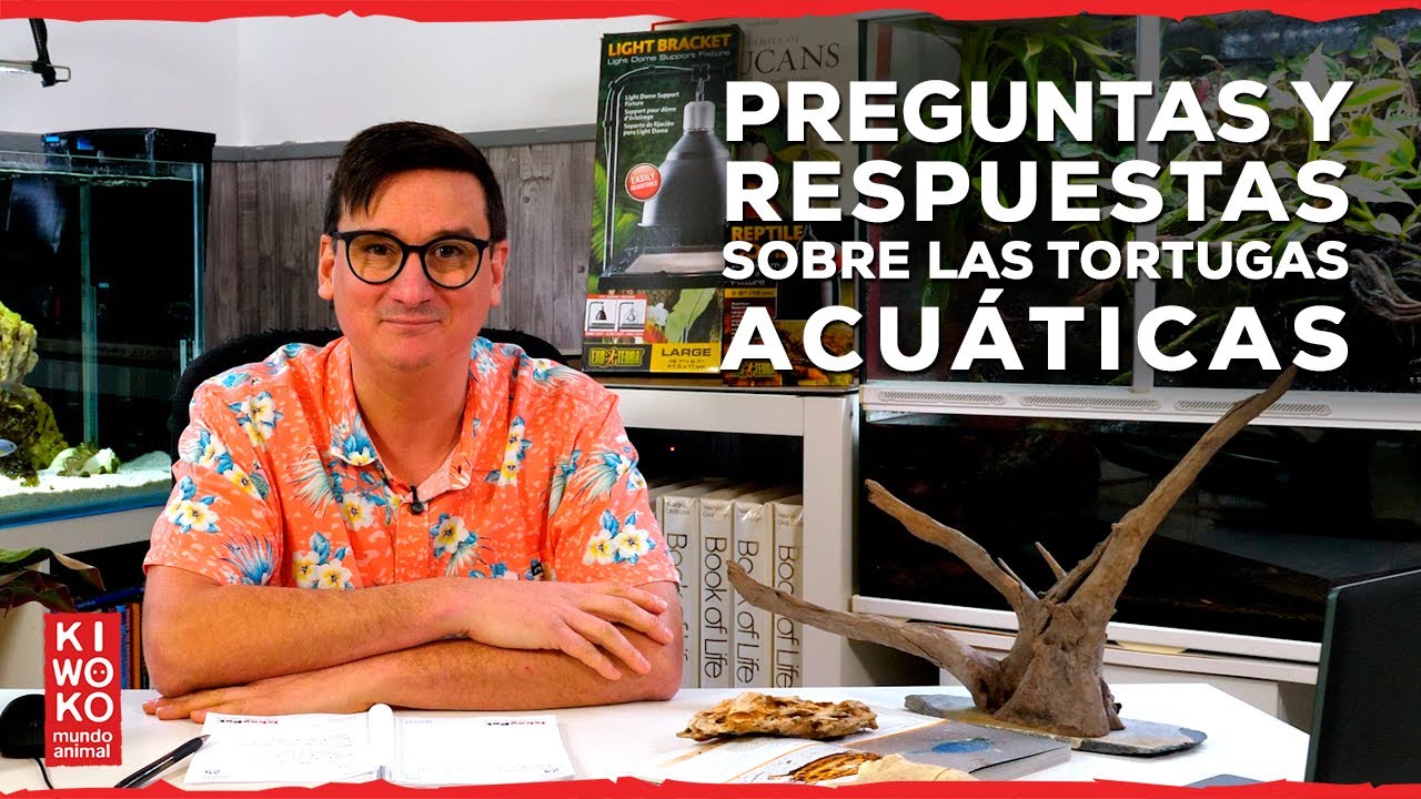 TODO lo que necesitas saber sobre TORTUGAS 🐢 | Q&A KIWOKO