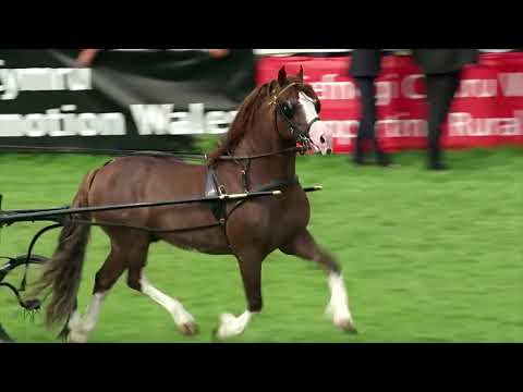 Percheron - Das Kraftpaket mit einer Pferdestärke (360° - GEO Reportage)