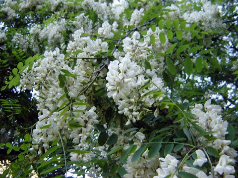 Video: Robinia Or White Acacia