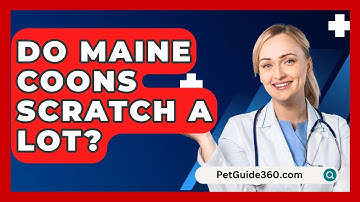Do Maine Coons Scratch A Lot? - PetGuide360.com