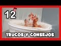 12 TRUCOS y CONSEJOS para CRIAR CANARIOS 🐤 SOLUCION de PROBLEMAS AL ANILLAR A LAS CRIAS