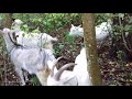 Чи можна козі давати зерно і чи правда що зерно забиває молочні шляхи у кози якщо та їсть зерно ...