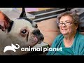 Cão vai para cirurgia após acidente de trânsito | Veterinário das montanhas | Animal Planet Brasil