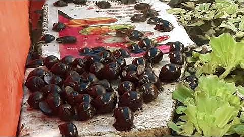 cách chọn giống và cách thả ốc bưu đen bố mẹ như thế nào chống sốc ít hao hụt