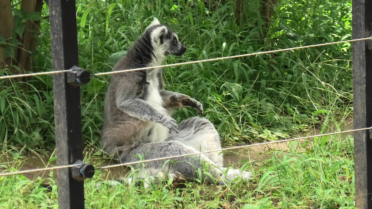 ワオキツネザル 千葉市動物公園 年9月17日 Youtube ワオキツネザル 千葉市動物公園 年9月17日 Youtube