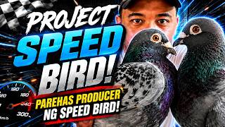 DALAWANG PROVEN SPEED BIRD PRODUCERS! 🔥 #kalapati #racingpigeon  #pigeon