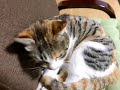 Boring cat:不毛な親子会話に退屈するチャチャ