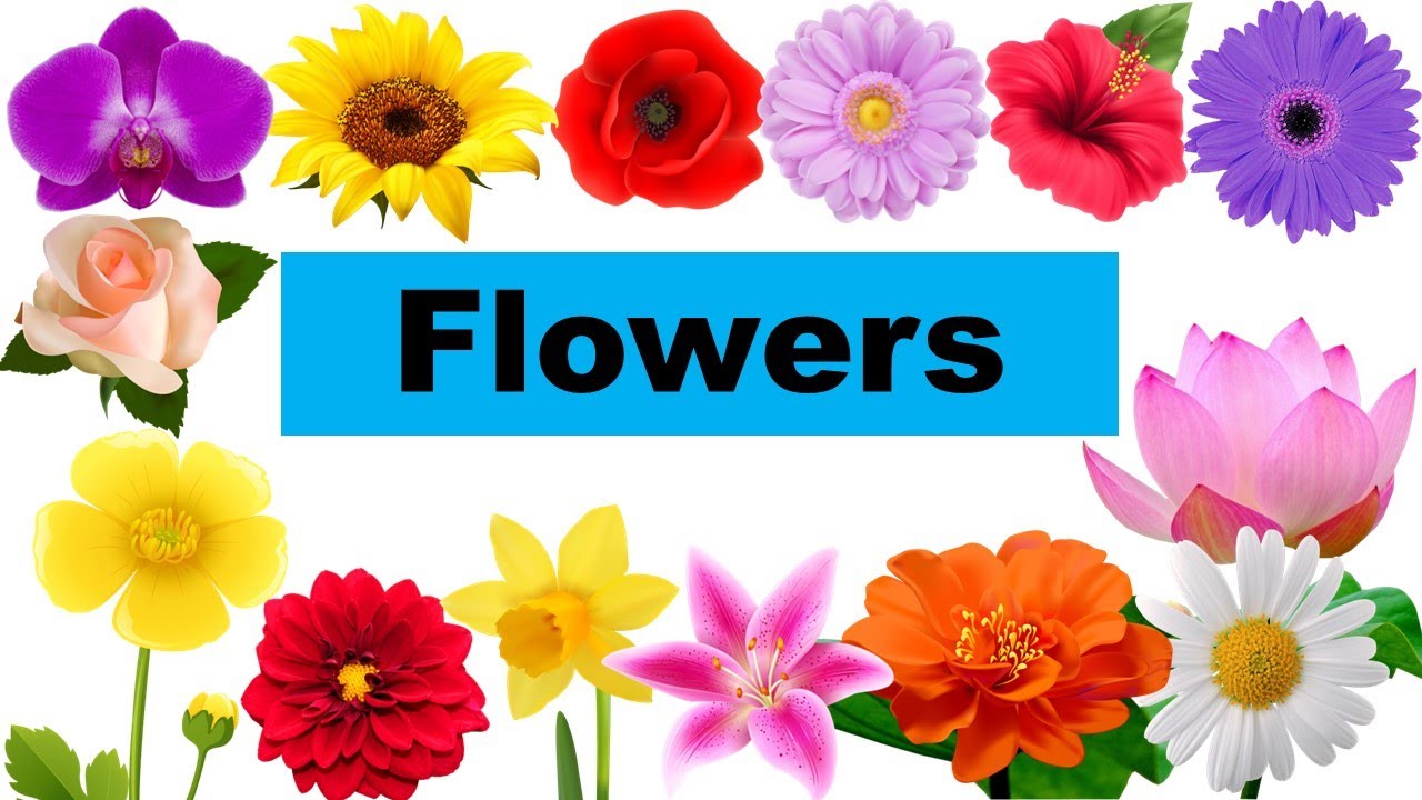 Learn Flowers Names For Kids Video Flash Cards Kindergarten learn-flowers-names-for-kids-video-flash-cards-kindergarten