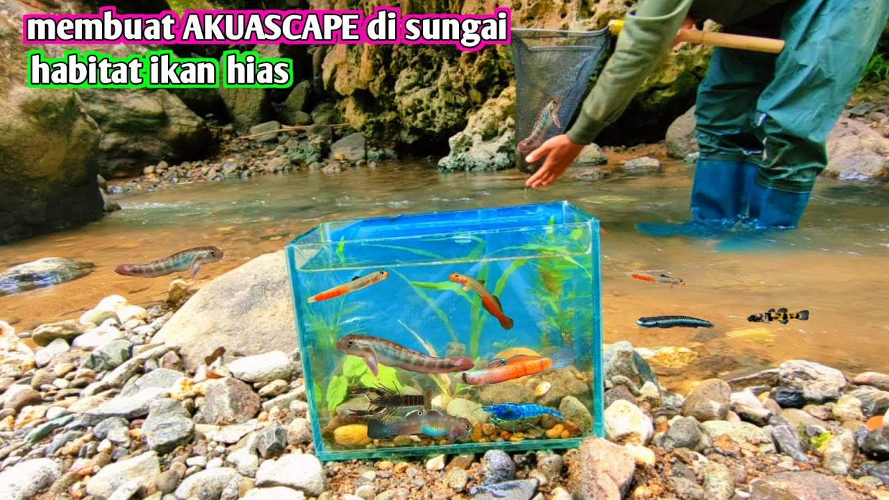 MEMBUAT AKUASCAPE DI ALAM LALU MASUKIN IKAN HIAS DARI ALAM