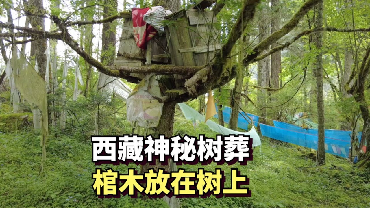 徒步西藏原始森林，揭秘西藏最神秘的树葬习俗，无数棺木被挂在树上 - YouTube