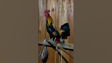 Tiếng gà rừng gáy #garung #tiếnggàrừng #chicken #suabqaibqus