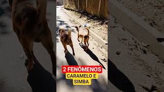 2 fenômenos kkkk caramelo e simba #pets
