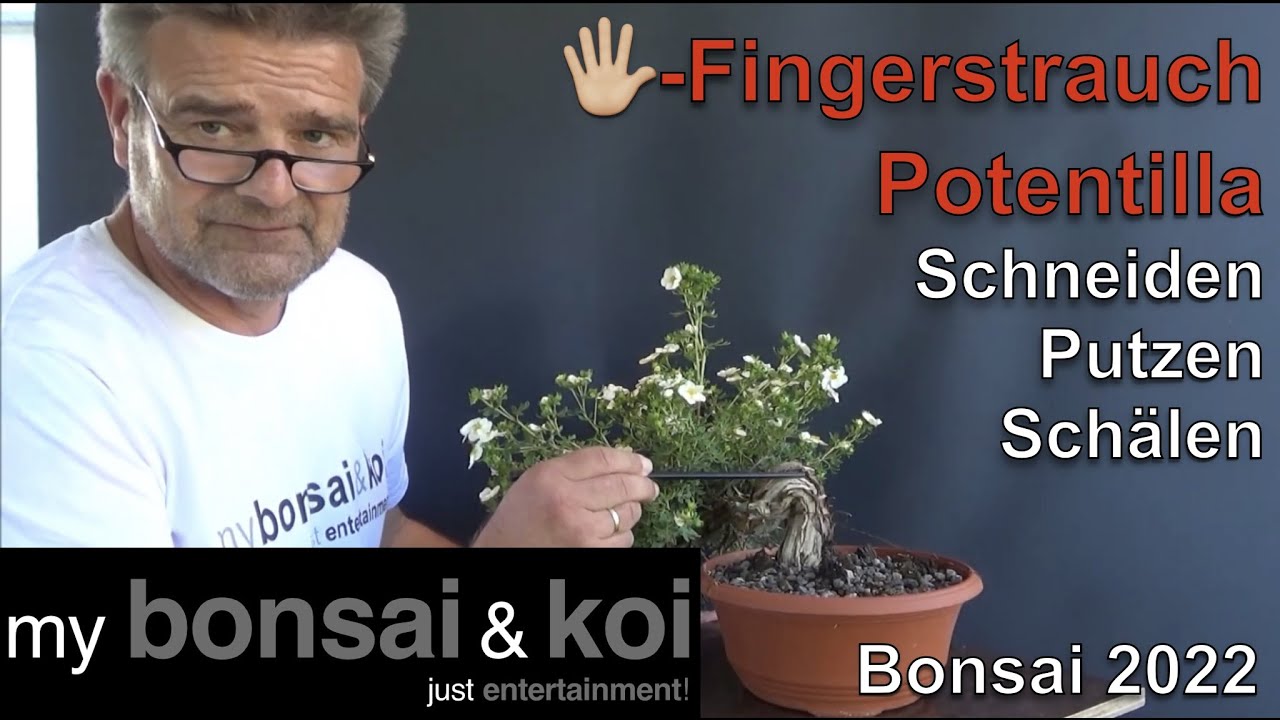 Bonsai 2022-41 - Fnffingerstrauch - Potentilla - Schneiden, Putzen,  Schlen fr den Sommer