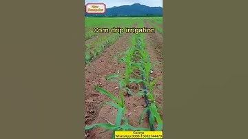 corn drip irrigation