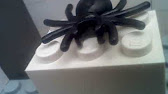 mochila en forma de tarantula algo totalmente diferente y muy