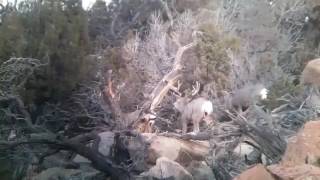 Elk & Deer on the Winter Range