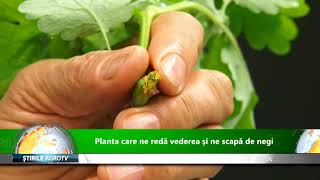 Planta care ne reda vederea si ne scapa de negi 27 05 2019