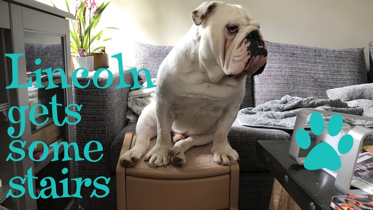 Can Bulldogs Do Stairs