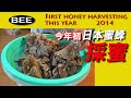 日本蜜蜂の今年最初の採蜜  Honey extraction of this year beginning of a Japanese honeybee のんびりおやじJHB