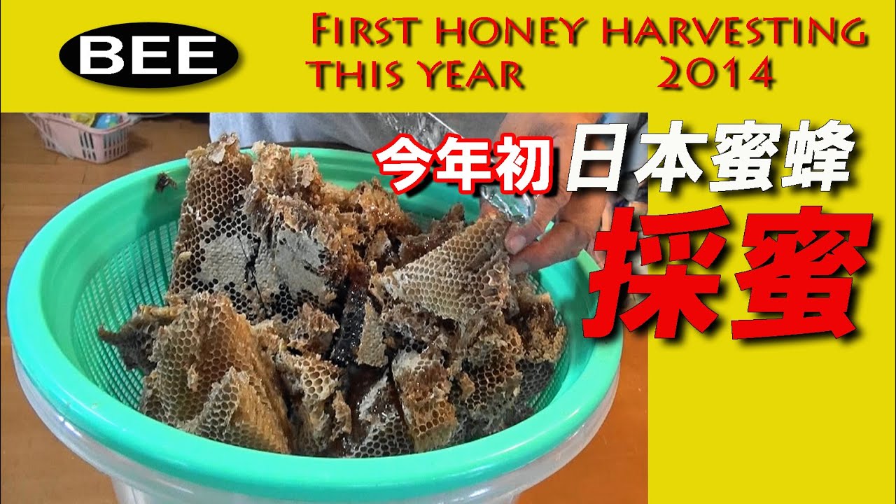 日本蜜蜂の今年最初の採蜜 Honey extraction of this year beginning of a Japanese honeybee のんびりおやじJHB