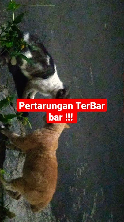 Kucing Oren bar bar