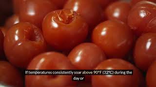 Tomato plant blooms but no fruit | Tomato plants blooming but no fruit