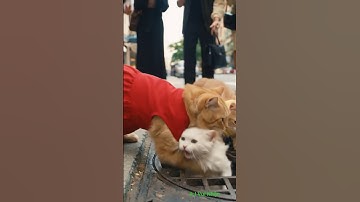 Mèo mẹ và mèo con cứu được mèo trắng bị rơi xuống cống nước#shortvideo #cat #funny