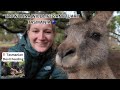 Trowunna Wildlife Santuary Tasmania 🇦🇺 | Tasmanian Devils Feeding | Things to do in Tasmania
