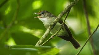 relaksasi suara burung kecil //bird sound for sleeping screenshot 5