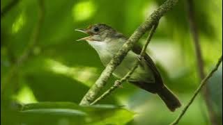 relaksasi suara burung kecil //bird sound for sleeping
