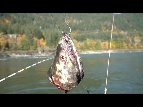 Fishing For The Biggest Fish In North America (Freshwater)