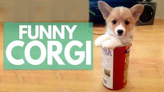 Cute Corgi Puppies Doing Funny Things Compilation 2017