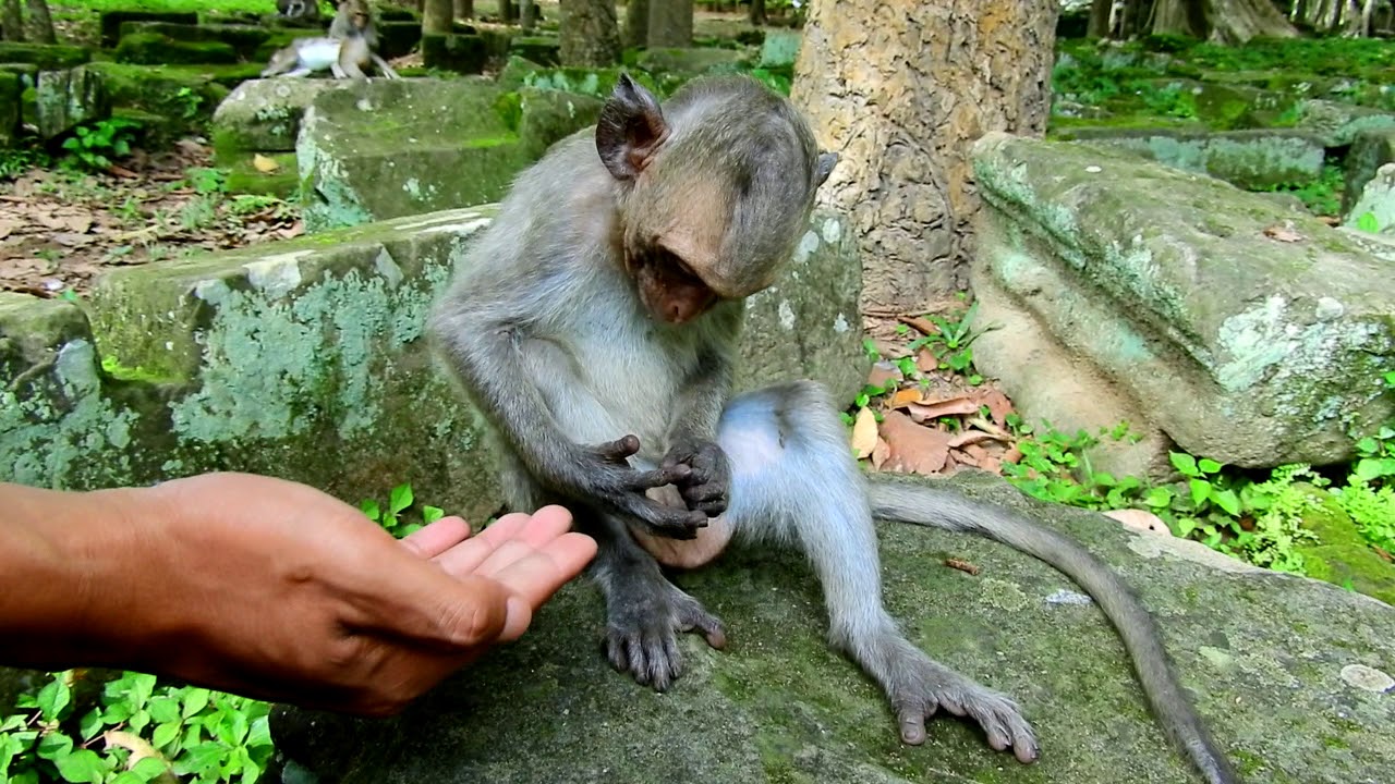 first foundry Micah Tired, Poor Monkey With His Head From He Was Born Till Now
