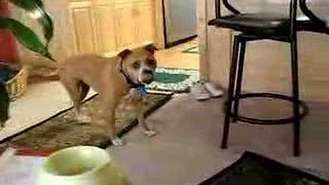 Star Running dog