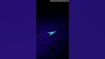 Arizona Scorpion Glows Bright Under Black Light ViralHog 