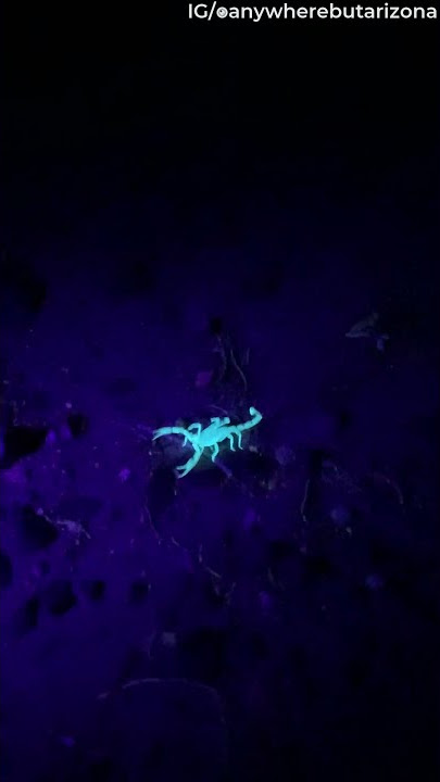 Arizona Scorpion Glows Bright Under Black Light || ViralHog