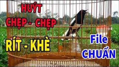 Choè than hót đấu giọng rừng CỰC SUNG Chòe Than Hót Giọng Rừng Kích Trống Căng Lửa hót | c278