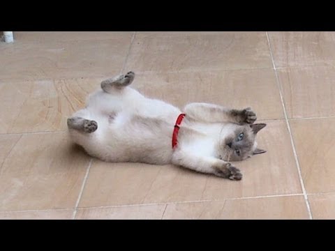 Ragdoll Cat - Flop, drop and roll. And roll. And r...