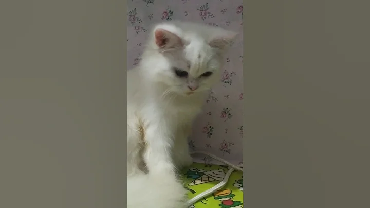 Video 9590991: kittycat, kitty, catlover