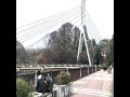 【あの花10周年記念】青い栞/Galileo Galileiアコギver.で歌ってみた【貫地谷晴】#Shorts