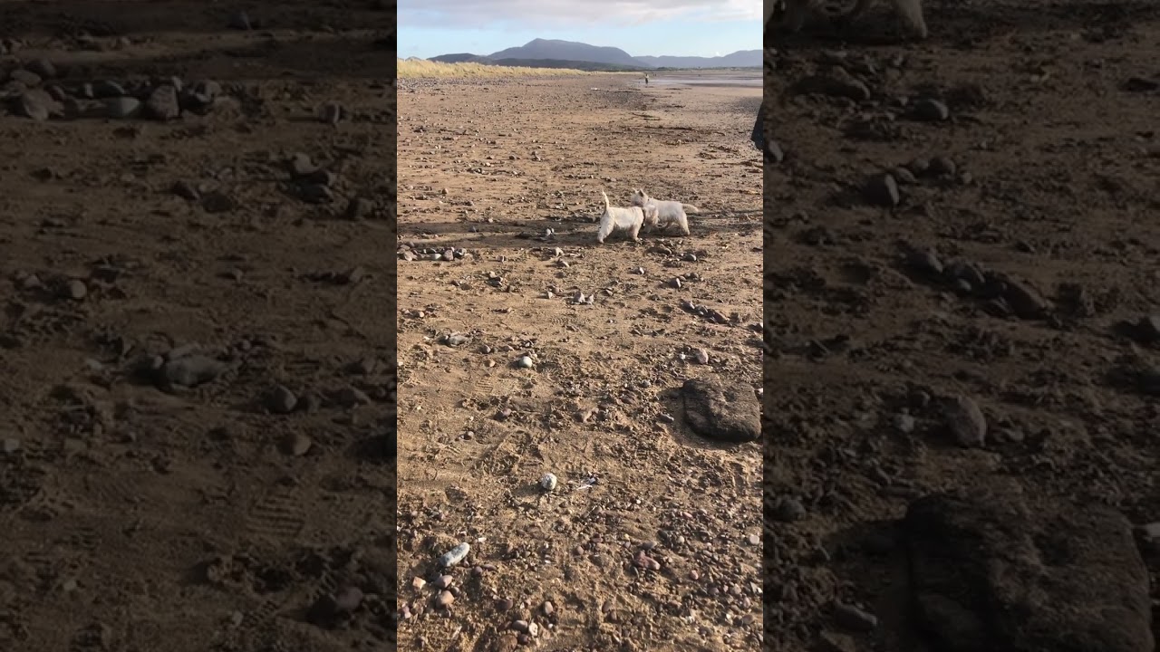 Holly Irish Westie meets Willow Westie on the beach