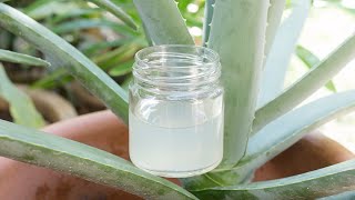 【自製蘆薈膠的做法】可以吃也可以擦在皮膚 【自製蘆薈膠的做法】可以吃也可以擦在皮膚