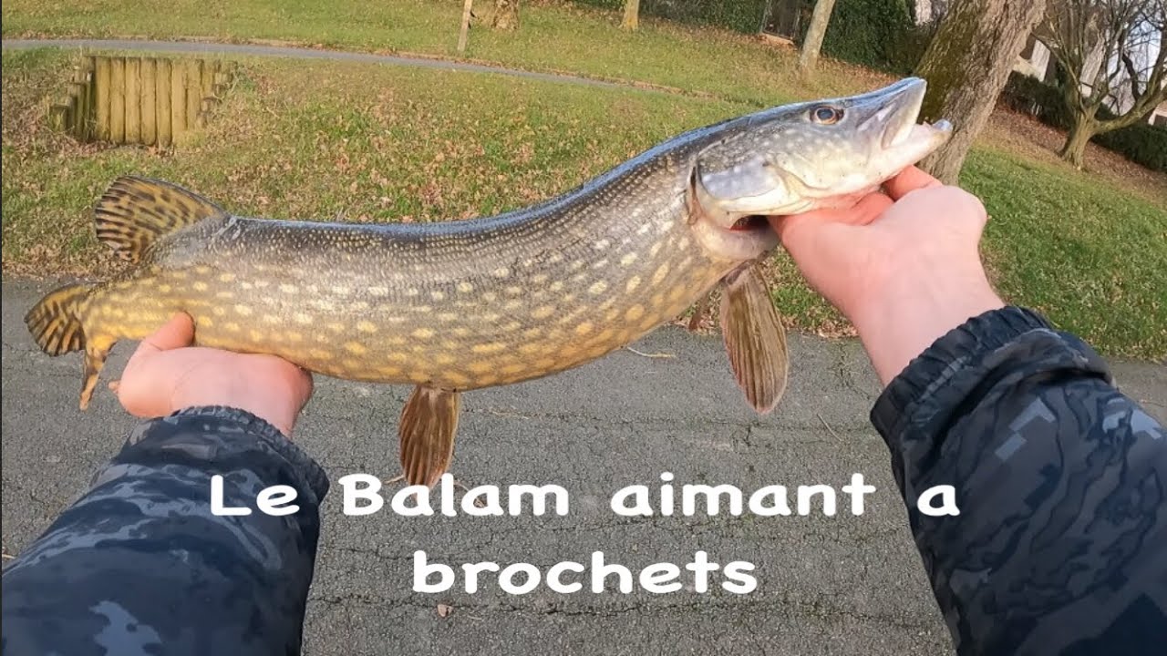 Pêche dû brochets au big bait 31 décembre 2023