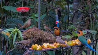 Rufous Motmot Displays Pendulum Tail Behavior At Panama Fruit Feeder March 26, 2026